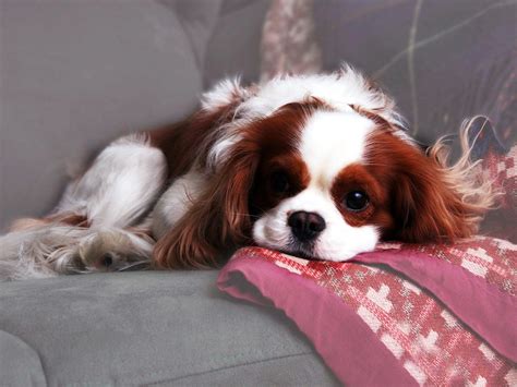 Cavalier King Charles Spaniel Wallpapers Backgrounds