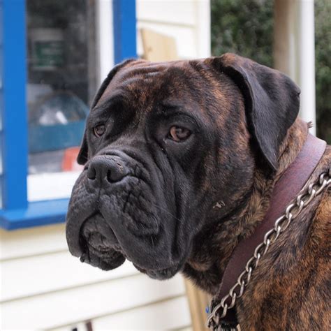 The Bullmastiff A Large Watchdog That Guards But Does Not Bark Much