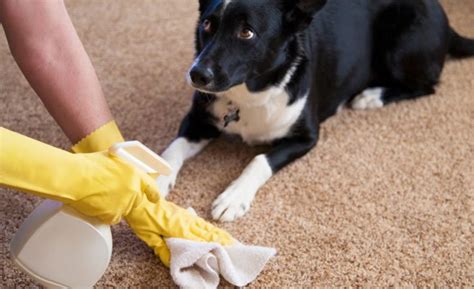 How Do You Clean Up Dog Pee And Poop