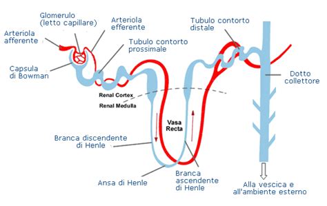 Il sistema dei dotti escretori è costituito dai dotti collettori e dai dotti papillari (di bellini). Rene reni