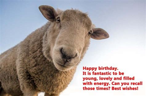 Sheep Happy Birthday Meme