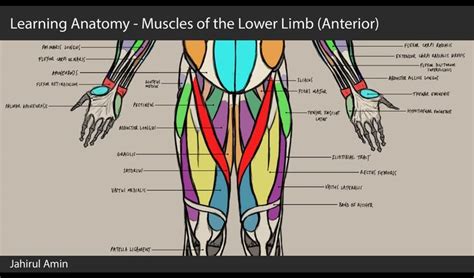 05 Learning Anatomy Muscles Of The Lower Limb Anterior Lower
