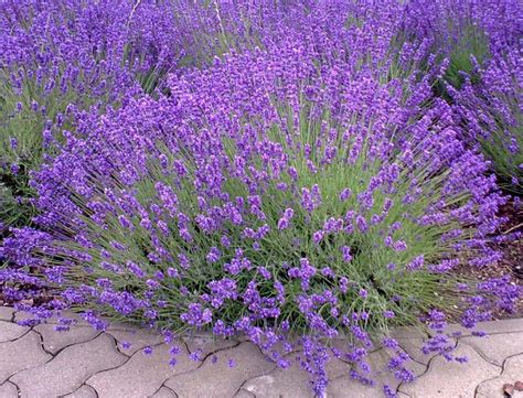 Provence Lavender Plant Etsy