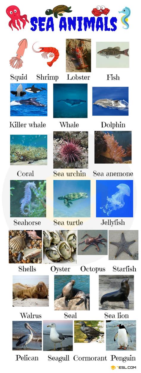 Sea Animals 200 Water Ocean And Sea Animal Names With Images 7esl