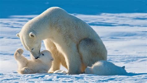 Petition · Save The Polar Bears Stop Petroleum Installations In The