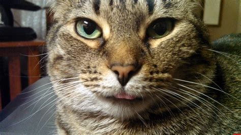 Derp Face Cute Cats Hq Pictures Of Cute Cats And Kittens Free