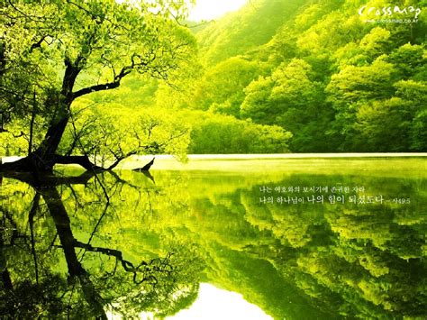 Green Tree And Lake Wallpapers Hd Wallpapers 24541