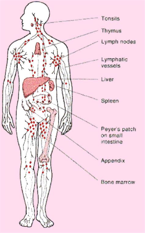 Chart Of Lymph Nodes In Body
