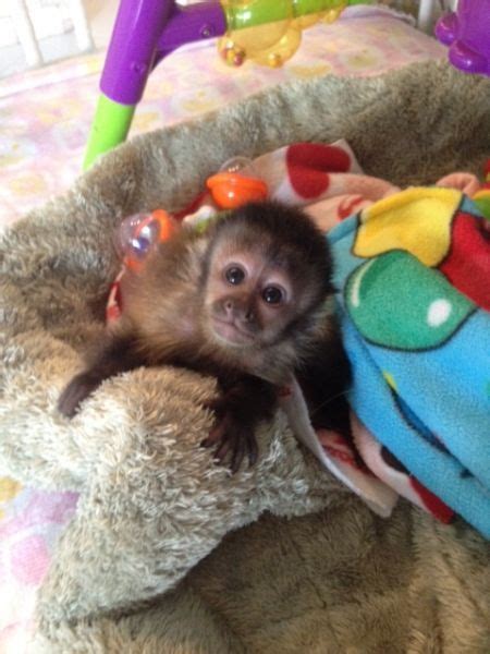 Capuchin Spider Marmoset Squirrel Monkey And Kinkajou