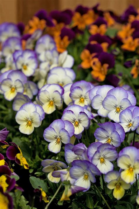 Full sun flower bulbs shade flower bulbs butterfly attracting flower bulbs container flower a shade loving plant in too much sun quickly becomes a puff of smoke. 12 Gorgeous Annuals That Thrive in the Shade | Shade ...