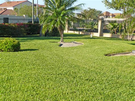 See how much topsoil you have. South Texas Turf | Grass McAllen TX | Sod | Floratam | Bermuda