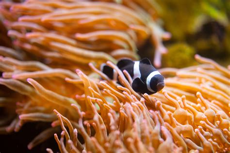 Clownfish Fun Facts The Living Planet Aquarium