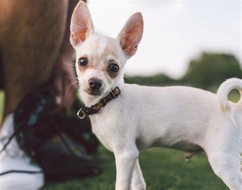 We cover high quality foods for adults, seniors. How to Keep Your Chihuahua's Skin and Coat Healthy - The ...