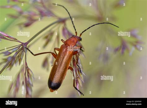 Common Red Soldier Beetle Rhagonycha Fulva Stock Photo Alamy