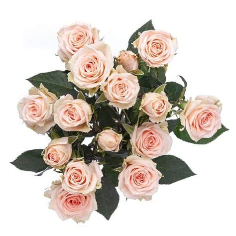 Peach Mini Spray Roses 100 Stems Buy Wholesale Flowers Jr Roses