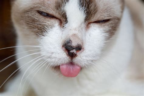 Cat Keeps Licking Lips And Swallowing