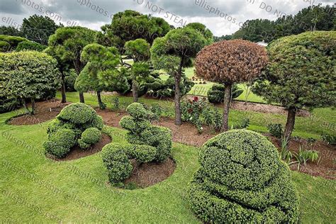 Pearl Fryar Topiary Garden Bishopville Sc Topiary Garden Garden Art