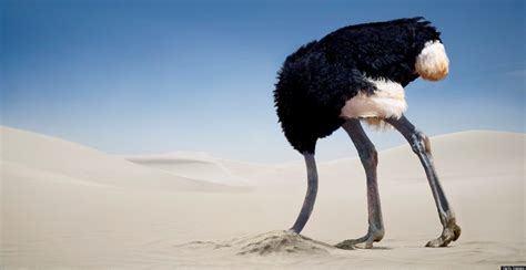 Ostrich In Sand Raconte Moi Un Enfant