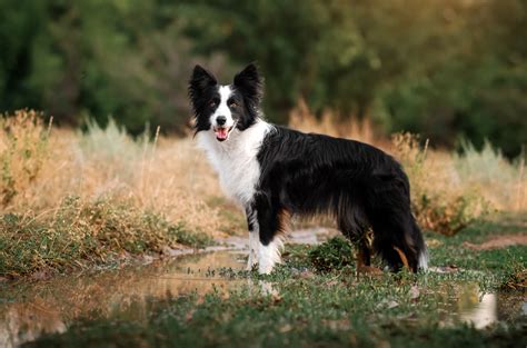What Do Border Collies Die From