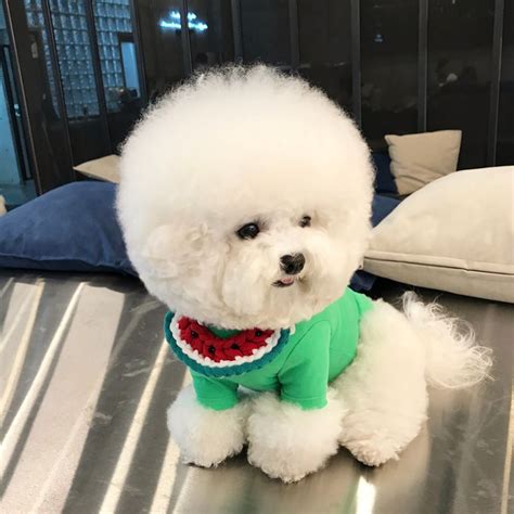 Pin On Bichon Frise