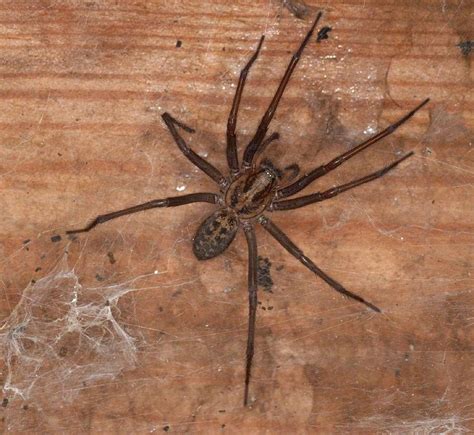 Why Our Spiders Are Something To Celebrate Not Fear