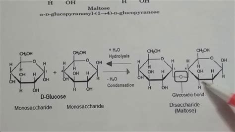 Sucrose Maltose Cellobiose And Lactose Ln Biomolecules Class Xii