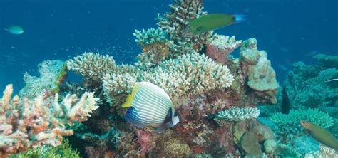 Exploring Marine Algae On Coral Reefs And Beyond Tfh Magazine