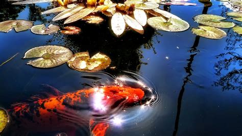 Free Download Koi Fish 3d Screensaver Free Download And Software