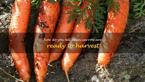 Harvesting Carrots How To Tell When Theyre Ready To Pick Shuncy