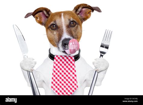 Hungry Dog Stock Photo Alamy