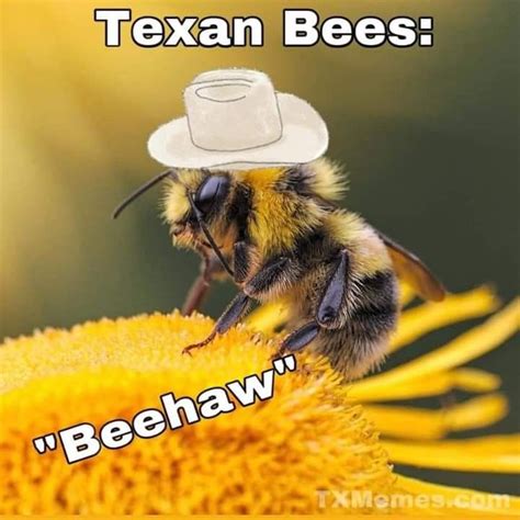 Stupid Funny Hilarious Funny Stuff Texas Humor Bees Knees Crazy