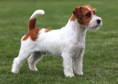 Types Of Jack Russell Terriers Pettime
