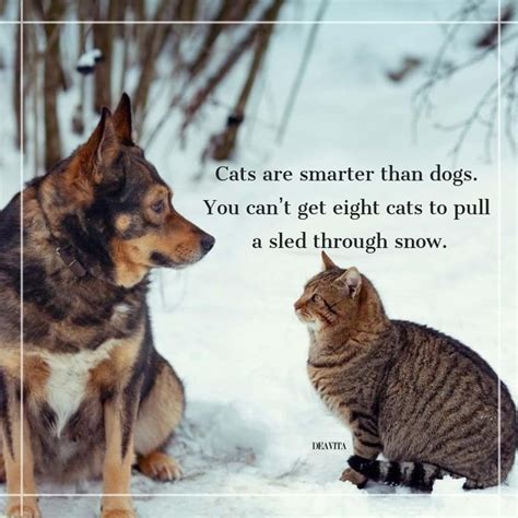 Cats Vs Dogs Quotes And Funny Sayings For Your Beloved Pets With