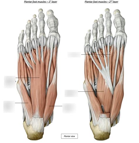 Dorsal Foot Muscles Diagram Quizlet