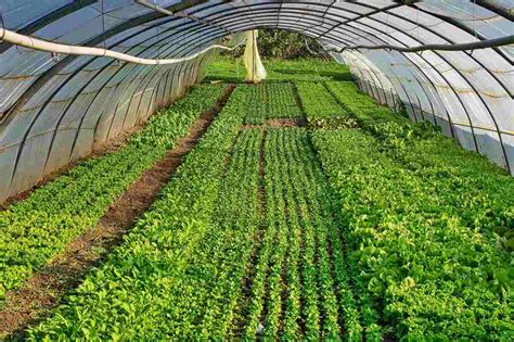 Top 30 Vegetables To Grow In A Greenhouse Gardening Tips