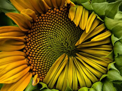 Griswold Sunflower Bing Wallpaper Download