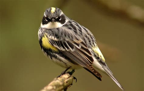 Birds Audubon Vermont