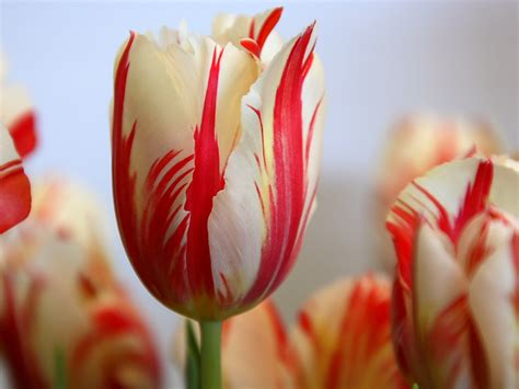 Tulip Flower Tulip Flowers Backgrounds Wallpapers Desktop Wallpaper