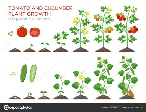 Tomato And Cucumber Plants Growth Stages Infographic Elements In Flat Design Planting Process