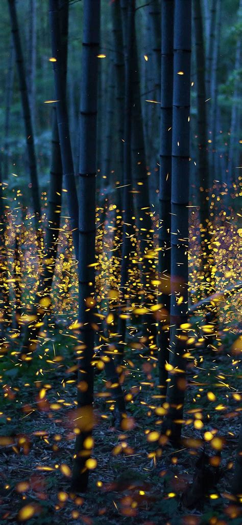 Fireflies Wallpapers Top Free Fireflies Backgrounds Wallpaperaccess