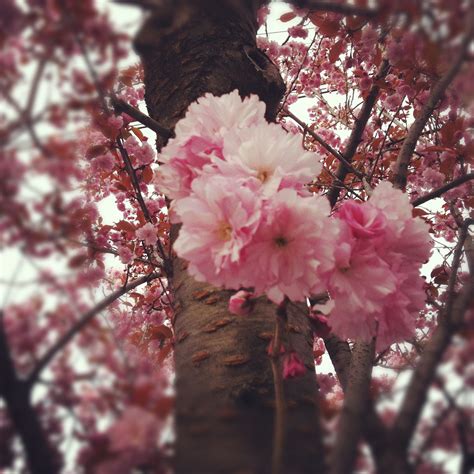 These first flowers of the new season are so precious. Spring Colours in #Toronto I need to move to Canada ...