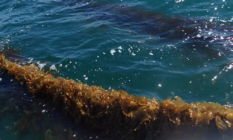 About Kelp — Rhody Wild Sea Gardens