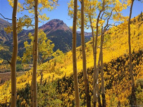 Red Mountain Yellow Aspens In The San Juan Mtns Colorado By Jack