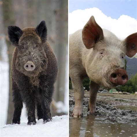 Wild Boar Vs Pig What Are The Differences