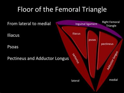 Slideshow Femoral Triangle Ppt