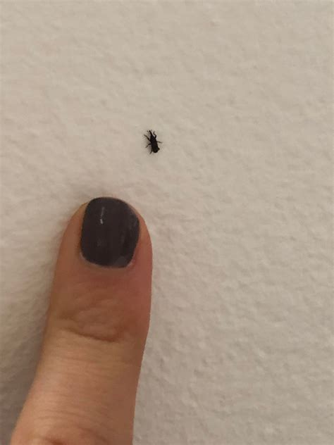 I Am Finding These Little Black Bugs Everywhere In My
