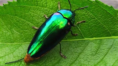 Vivid And Fabulous Jewel Beetles Actually Use Their Colours For