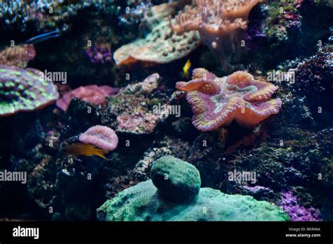 Great Barrier Reef Corals Sydney Aquarium Sydney Australia Stock