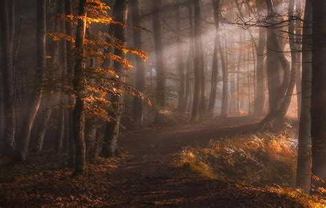 4555529 Nature Trees Mist Fall Landscape Path Sun Rays Leaves