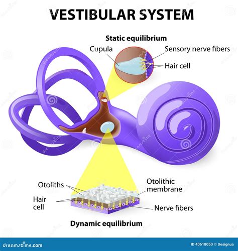 Vestibular System Stock Vector Image 40618050